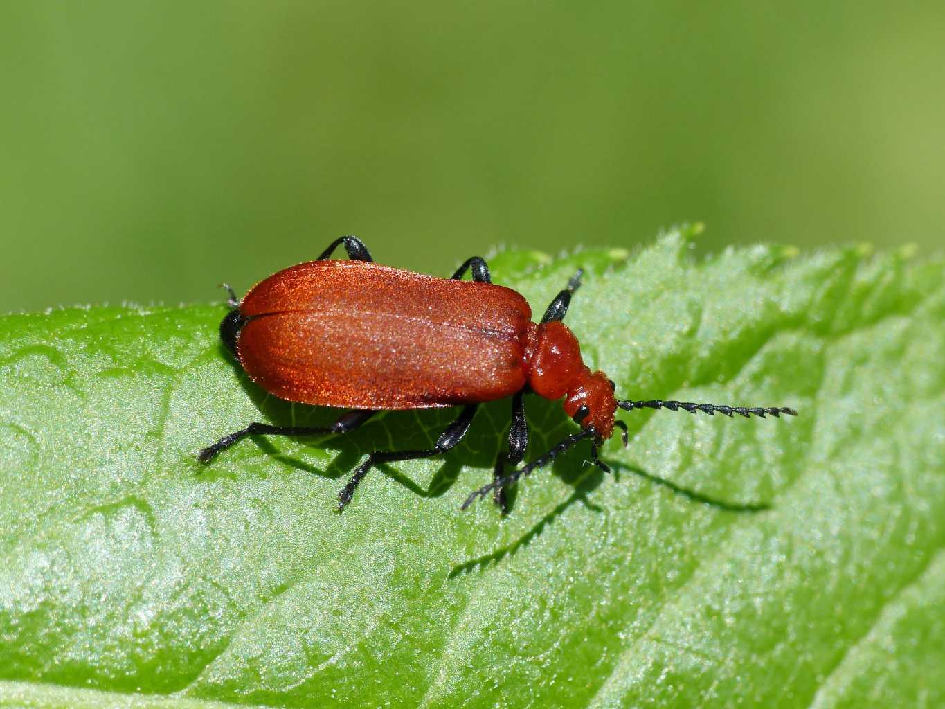 Pyrochroa serraticornis (femmina)